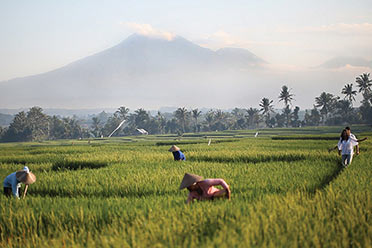 Rice paddies - UNESCO World Heritage Centre - Mount Batukaru