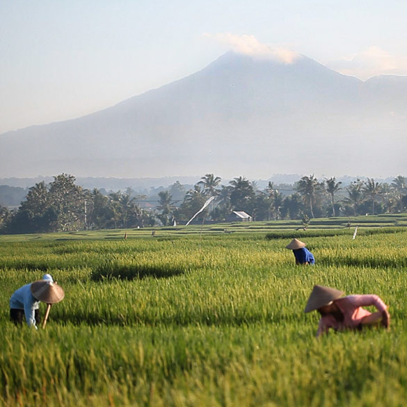 Mount Batukaru and rice fields at your doorstep